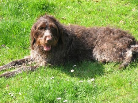 Bild 1 Chipsi